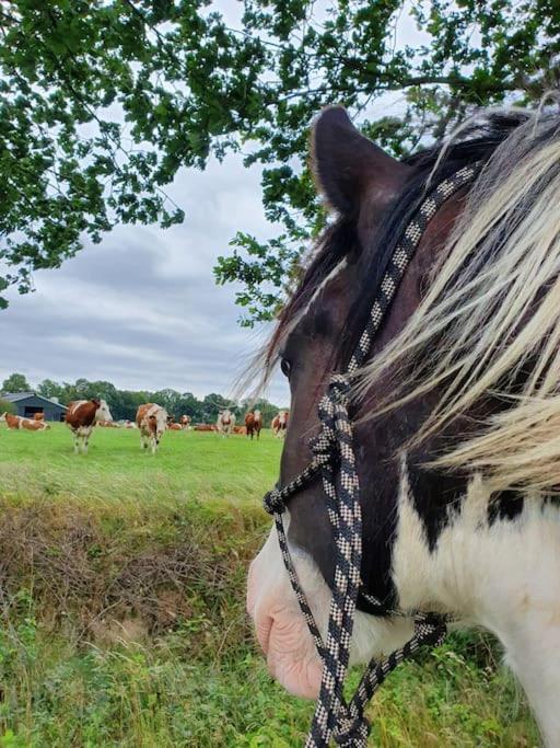 Leuk Boerderijtje Op Prachtige Plek, Nabij Natuurgebied Ruurlo Exteriör bild
